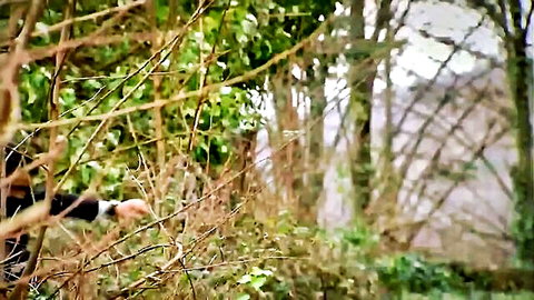 MILF peeking through bushes in outdoor BDSM forest scene