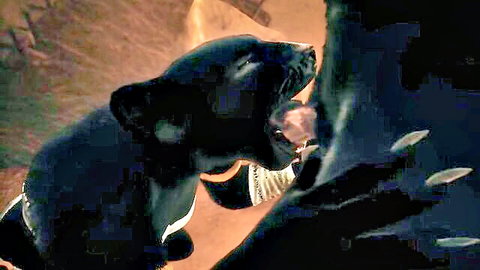 Black panther furry hentai beast performing oral on wild female in intense scene