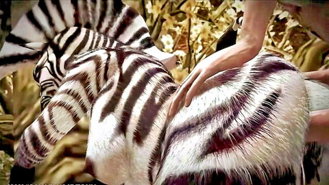 Pale hand stroking zebra's striped flank and hindquarters in golden outdoor jungle scene