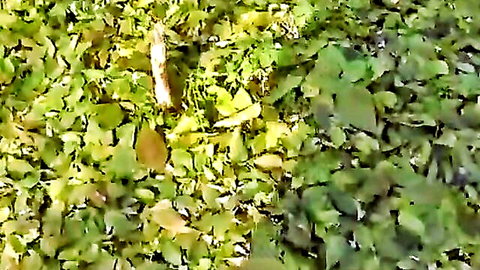 Outdoor Halloween sex in fancy suit among leaves