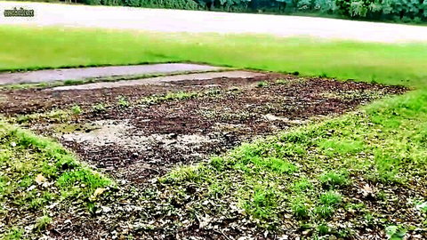 Outdoor grassy patch with dirt and pavement in green field, no sexual action visible