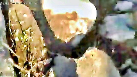 Village Pakistani couple caught in outdoor fucking, amateur ethnic sex