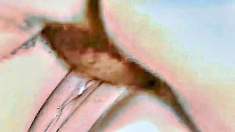 Close-up of wife's wet pussy penetrated in swinging arousal