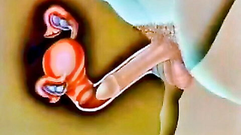 Animated close-up of penis impregnating uterus with internal ejaculation