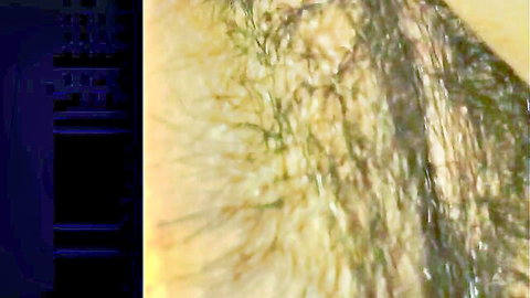 Extreme closeup of thick bushy pubic hair mound