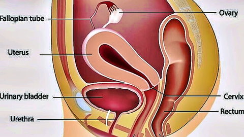 Anatomical diagram of female reproductive system showing uterus ovaries fallopian tubes cervix bladder urethra rectum