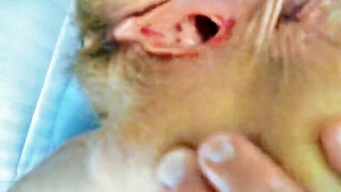 Gloved hand holding small hairy ear with surgical incision and stitches on blue drape