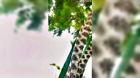 Blurry Telugu woman in patterned attire outdoors, teasing vibe