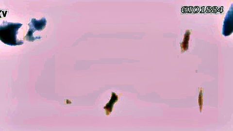 Blurry pink abstract image with heavy GIO1884V watermarks overlayed on dark shapes
