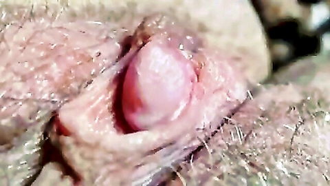 Close-up of hairy wet pussy with big swollen protruding clit and pink labia.