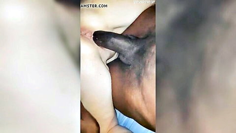 Wife offers pussy to black lover in front of husband, close-up interracial penetration