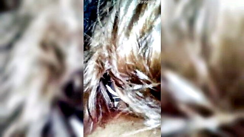 Blurry close-up of blonde hair in adult video thumbnail