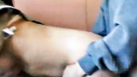 Vet in scrubs examining beige dog with IV on table