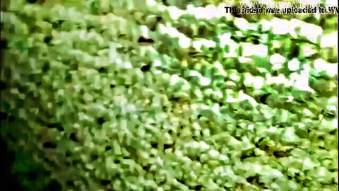 Blurry green abstract image with no visible action or figures.
