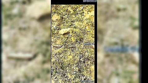 Blurry yellow-green sand dunes in outdoor desert landscape
