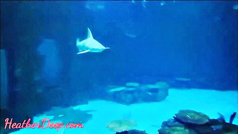 Heather Deep visits Shark Reef Aquarium in Mandalay Bay, Las Vegas