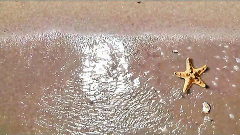 Yellow starfish on wet sandy beach with ocean waves and seashells nearby