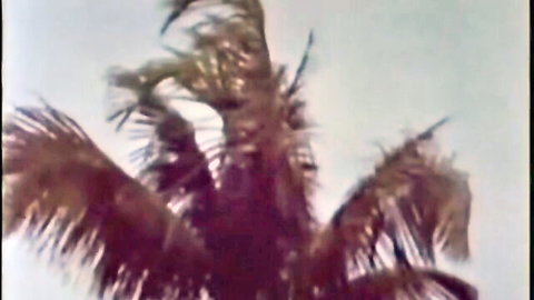 Blurry tropical palm fronds in classic XXX loop thumbnail, cowgirl and group sex action