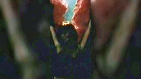 Close-up of hairy wet pussy spread wide open revealing pink labia and inner folds