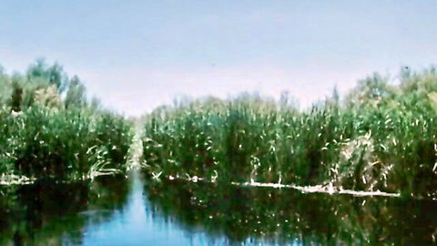 Vintage porn scene: serene waterway lined with tall green reeds under blue sky