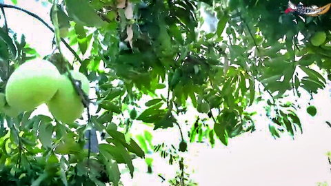Lush green unripe mangoes hanging heavily from branches amid tropical leaves.