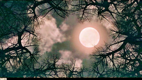 Eerie full moon framed by dark branches, teasing wild dreams with masked stranger