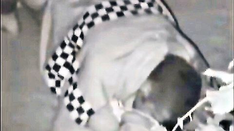 Blurry outdoor closeup of girl nuzzling grey dog with checkered scarf on grass