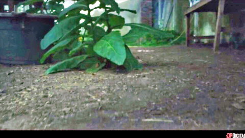 Lush green elephant ear plants spilling from pot in outdoor dirt garden setting