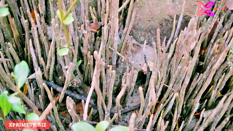 Close-up of tangled mangrove roots and green leaves in swampy outdoor setting