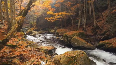 Vibrant autumn forest scene with flowing river and golden leaves