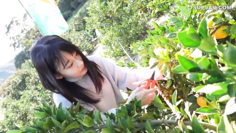Curvy Asian babe with big tits bending over picking juicy oranges outdoors