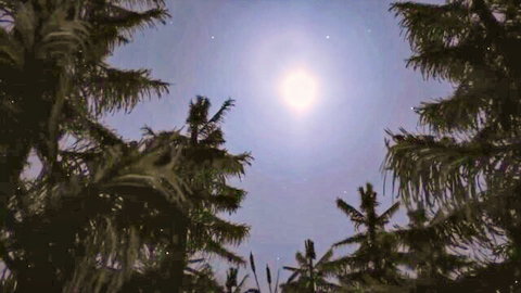 Bright full moon glowing between silhouetted pine trees in starry purple night sky