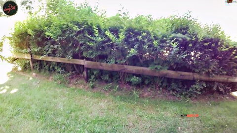 Lush green bushes lining wooden fence on grassy lawn outdoors