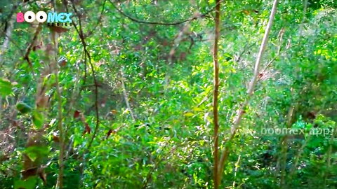 Abhirami Malayalam huge ass curvy body BoomEX Episode 01