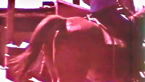 Blurry vintage closeup of horse's pink hairy pussy and raised tail in wooden stable.