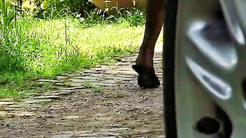 Blonde wife in stockings walking to anal gangbang birthday treat