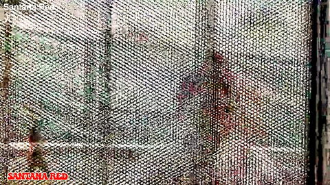 Santana Red teases behind chain-link fence in favor-trading scene