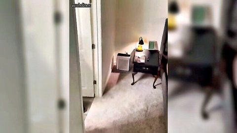 Maintenance man gives BBC to thick curvy girl next door