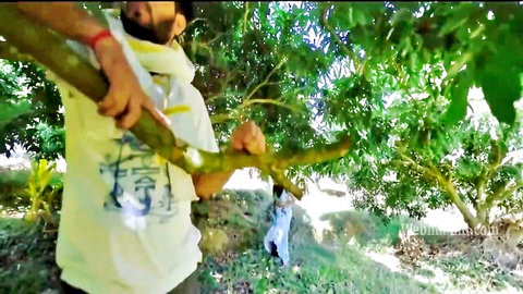 Bearded Indian man gripping long thick branch in lush mango orchard outdoors