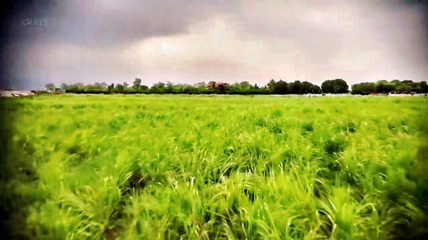 Lush green field under cloudy sky from Markado Enigmatic Films