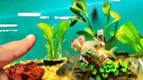 Vibrant aquarium scene with goldfish swimming among green plants and rocks