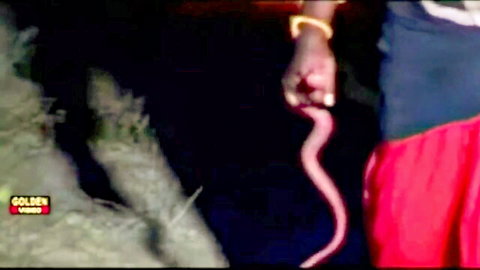Dark-skinned hand with bangle gripping slimy pink worm near mossy rock and red shorts