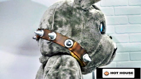 Gray furry mascot in spiked collar, twink costume for rugby hunk anal scene