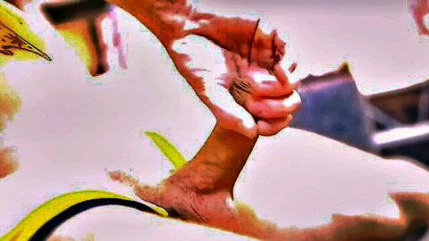 Two hands gripping and stroking a thick yellow banana like a hard cock in gay handjob tease