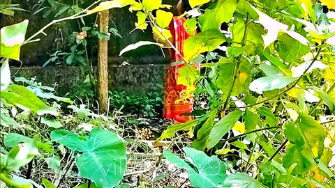 Villagesex91 Indian bhabhi in red sari outdoors, teasing amid lush greenery