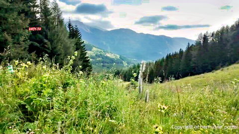 Scenic Austrian mountain valley with pine forests, green meadows, and cloudy skies