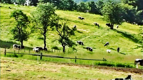 Herd of black and white cows grazing peacefully on lush green hillside with trees and fence