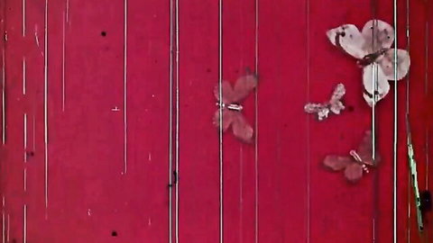 Vintage 1971 adult film thumbnail: artistic red background with white butterflies
