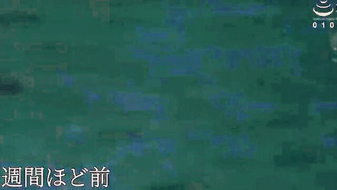 Japanese female boss in SM discipline with subordinate, office adultery scene