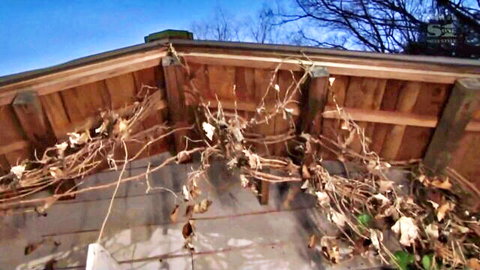 Outdoor wooden pergola with dried vines hanging in autumn sky